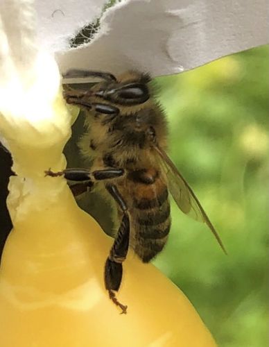 biene-an-bienenwachskerze.jpg